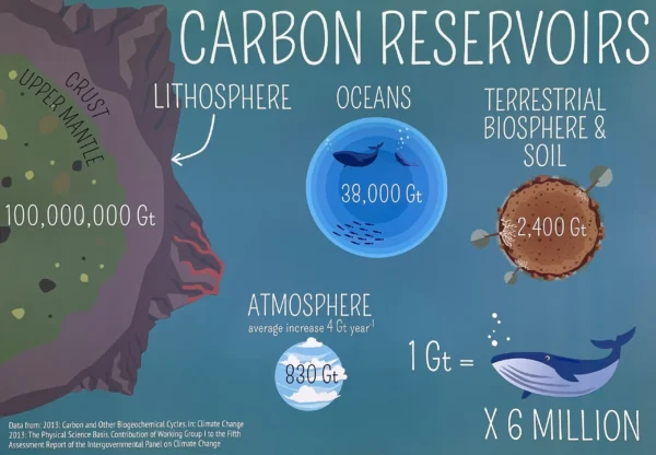 Pack 1: The Carbon Cycle - Image 5